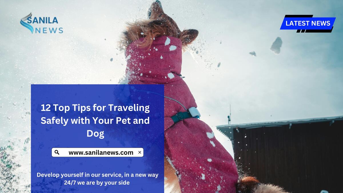 12 Top Tips for Traveling Safely with Your Pet and Dog